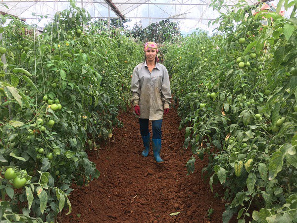 
Nhờ áp dụng khoa học kỹ thuật vào trồng trọt, vườn cà chua của gia đình chị May luôn phát triển tươi tốt.
