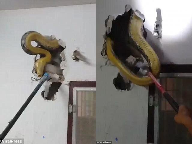 C&aacute;c nh&acirc;n vi&ecirc;n cứu hộ đ&atilde; l&ocirc;i con trăn khổng lồ ra từ bức tường.