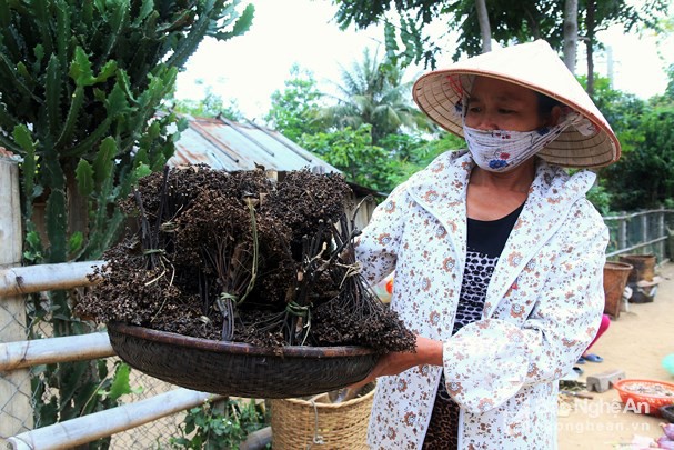 
Để làm gia vị cho món ăn, mạc khén phải được phơi khô trên gác bếp. Ảnh: Đào Thọ
