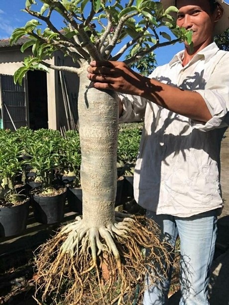 
Anh Phong chăm s&oacute;c c&aacute;c c&acirc;y sứ &ldquo;ch&acirc;n d&agrave;i&rdquo;.
