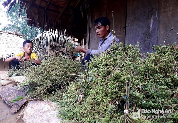 
Mạc khén vừa được hái từ rừng về. Ảnh: Đào Thọ
