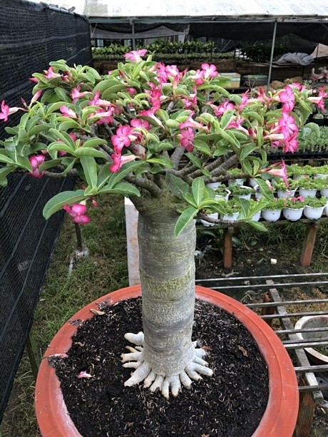 
Những c&acirc;y sứ trồng l&acirc;u năm c&oacute; gi&aacute; b&aacute;n đến v&agrave;i chục triệu đồng.
