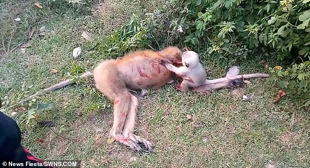 
Đây có lẽ là thảm kịch đối với chú khỉ con khi mẹ của chú bị một chiếc xe đâm vào ở Uttar Pradesh, Bắc Ấn Độ. Có thể nhìn thấy tiếng khóc và kêu gào của khỉ con khi thấy mẹ đầm đìa máu.
