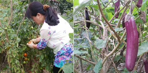 Vừa về hưu nên chị Tâm lại càng có thời gian chăm sóc cho ngôi nhà vườn của mình.