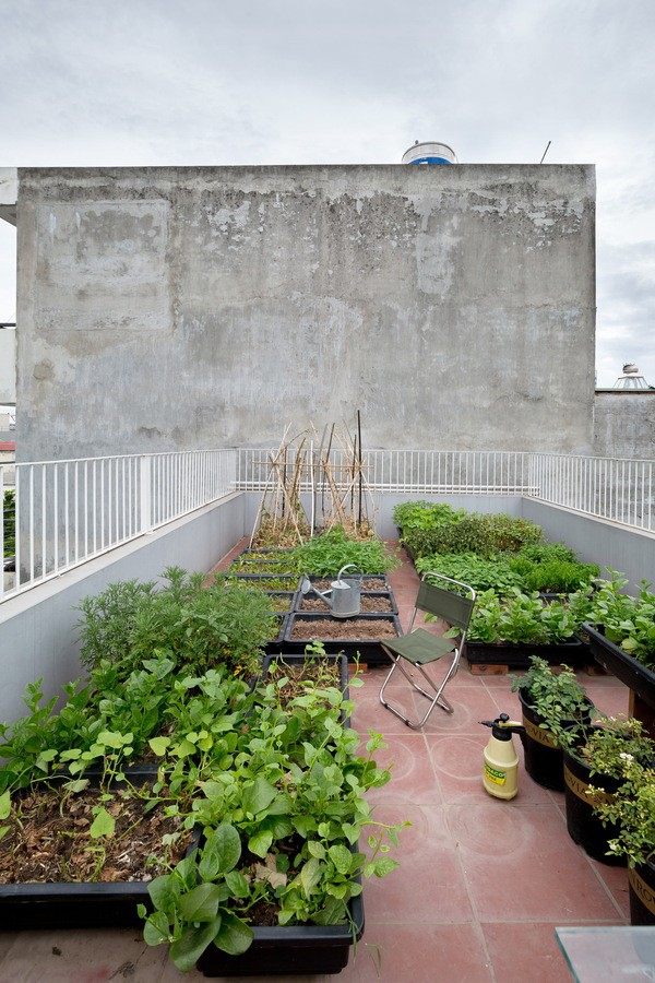 Mái nhà được tận dụng làm chỗ trồng rau, vừa đảm bảo thực phẩm cho gia đình, vừa có tác dụng cách nhiệt, chống nóng cho tầng dưới.