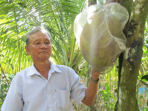 

Những trái mít ruột đ được ông Nguyễn Minh Trắng bao túi để tránh sâu rầy.
