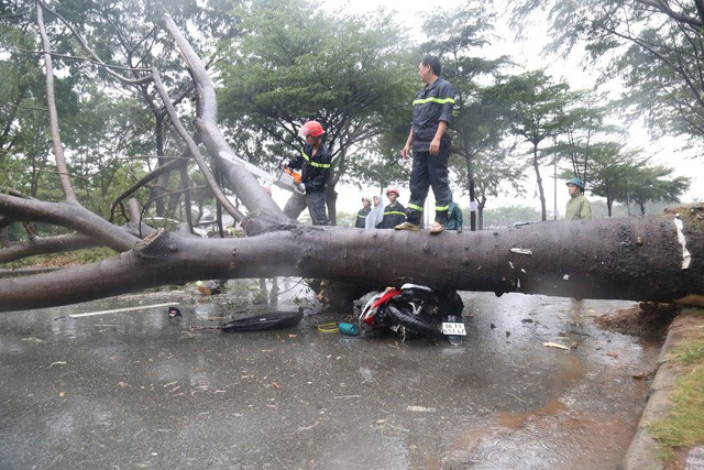Mưa gió cũng khiến một cây xanh ở đường Nguyễn Văn Linh (đoạn qua huyện Bình Chánh TPHCM) bị bật gốc, đè một người đi xe máy tử vong. Ảnh: Dân Trí