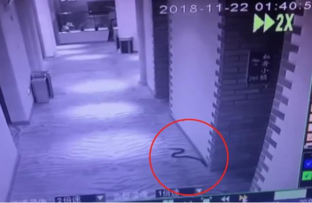 Hình ảnh con rắn độc bò từ phòng 205 sang phòng 206 được cắt từ CCTV tại khách sạn Phượng Hoàng.