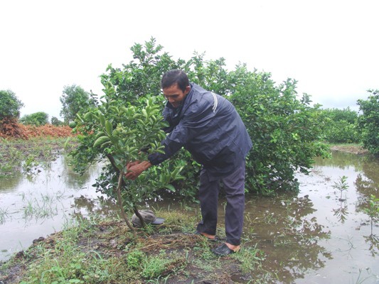 
Anh Hồ Ch&iacute; Dũng đang chỉnh sửa lại c&acirc;y chanh ngả nghi&ecirc;ng sau khi ng&acirc;m trong nước. Hiện, anh đang trồng hơn 1ha chanh kh&ocirc;ng hạt.
