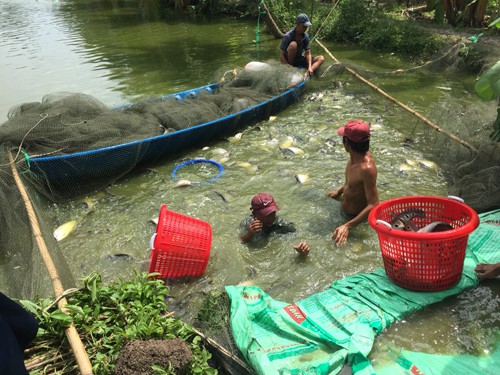 
Kéo lưới thu hoạch cá thát lát cườm tại ao nuôi của gia đình anh Phạm Lâm Em.
