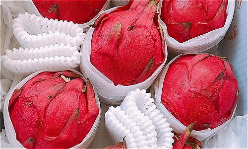 
Trọng lượng của thanh long ruột đỏ Đ&agrave;i Loan c&oacute; tr&aacute;i nặng tới 1,5kg.
