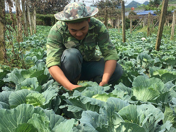 
Anh Trinh hầu như không dùng thuốc hóa học hay chất kích thích trong trồng trọt, nhờ đó vườn rau luôn được khách hàng ưa chuộng.
