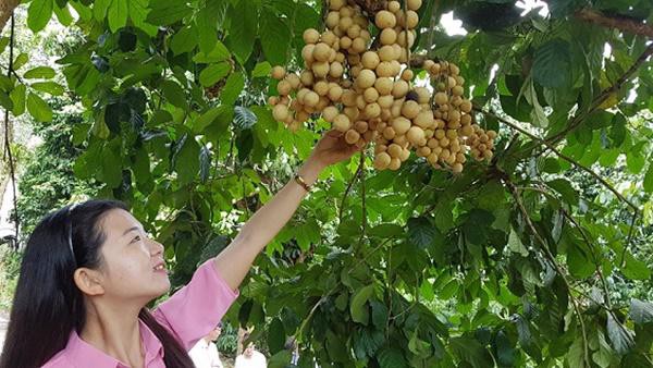 
Nhiều du khách thích thú với trái lòn bon ở xứ Tiên.
