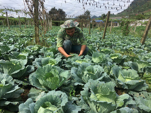 
Anh Trinh đang chăm sóc rau cải bắp tại vườn.
