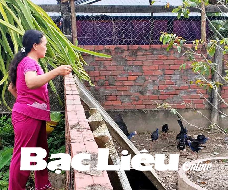 Bà Phạm Thị My (vợ ông Trần Văn Nam) cho đàn chim trích cồ ăn. Ảnh: M.L