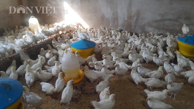 
Gia đình chị Lan hiện đang nuôi hàng nghìn con gà Ai Cập hậu bị.
