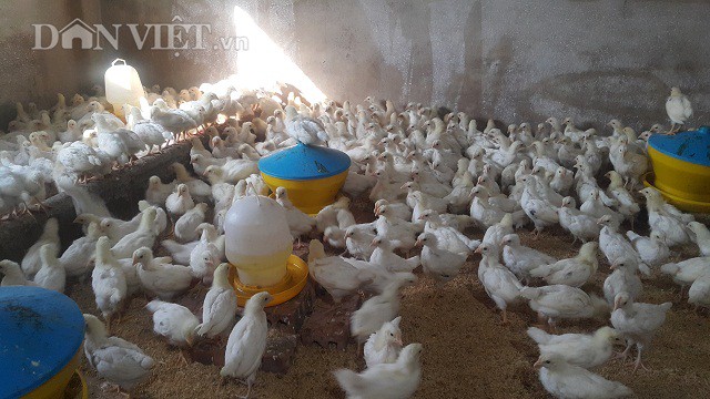 
Gia đ&igrave;nh chị Lan hiện đang nu&ocirc;i h&agrave;ng ngh&igrave;n con g&agrave; Ai Cập hậu bị.
