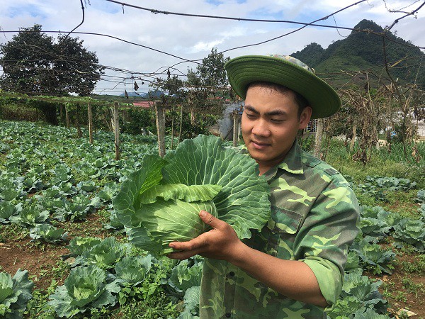 
Nhờ cách chăm sóc tốt, vườn rau của anh Trinh luôn phát triển và xanh tốt.
