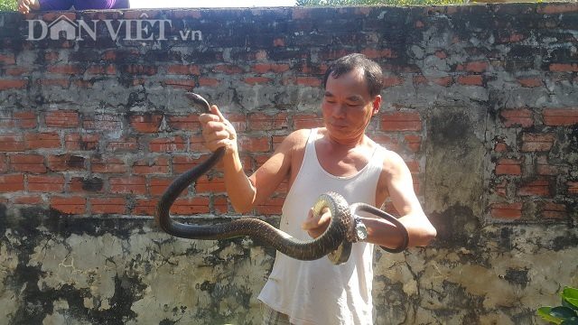 
Ông Đinh Văn Nhung đang kiểm tra tốc độ sinh trưởng của đàn rắn nhà mình.
