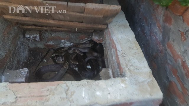 Bên trong khu vườn được ông Nhung xây nhiều hầm nhỏ cho đàn rắn trú ngụ trong đó.