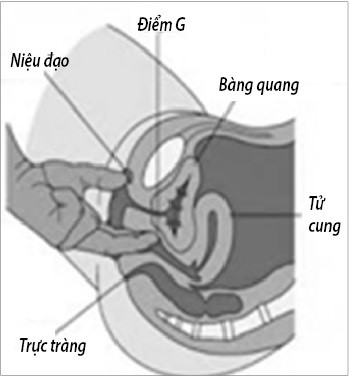 “Điểm G” nằm cách lỗ âm đạo 3-5cm.