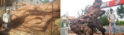 
Để mang được những kh&uacute;c gỗ mục khổng lồ về nh&agrave;, anh Th&agrave;nh v&agrave; Kết phải k&eacute;o gỗ bằng xe tải từ s&acirc;u trong rừng. Ảnh: NVCC.
