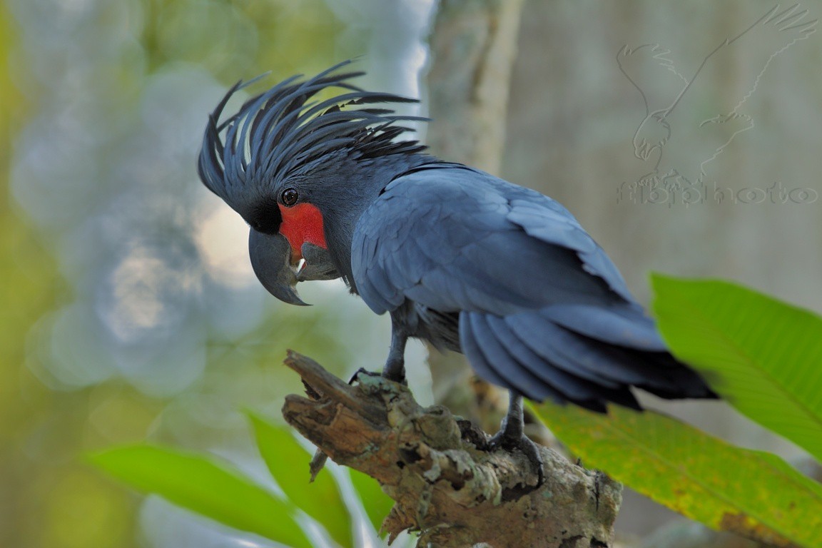 Tìm hiểu về vẹt ngực đỏ - Thông tin cần thiết cho những người yêu chim cảnh