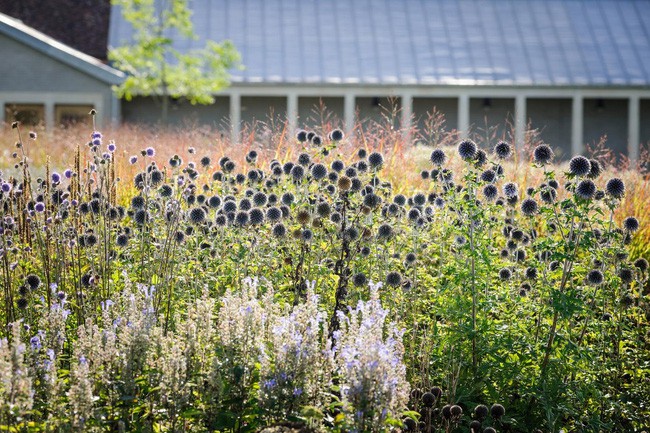 Các loại hoa nở rực rỡ.