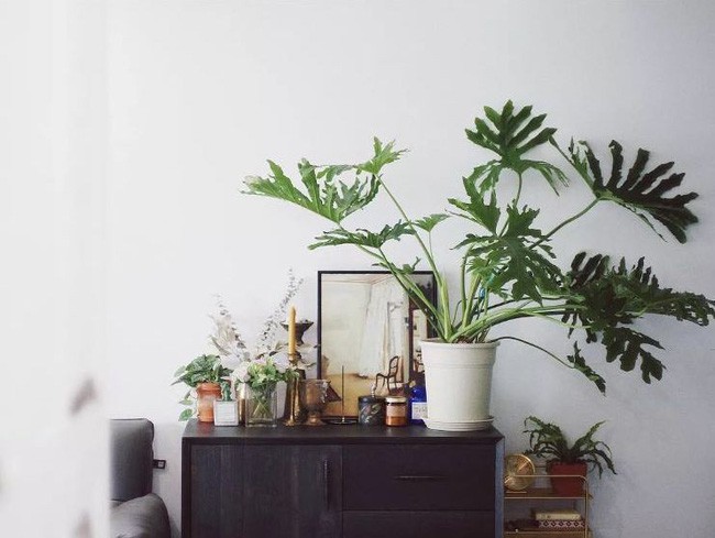 Mỗi góc nhỏ đều duyên dáng nhờ cây xanh.