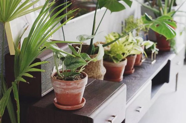 Mỗi góc nhỏ đều được trồng nhiều loại cây khác nhau.