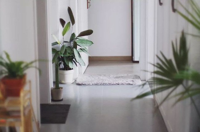 Hành lang cũng được decor với cây.