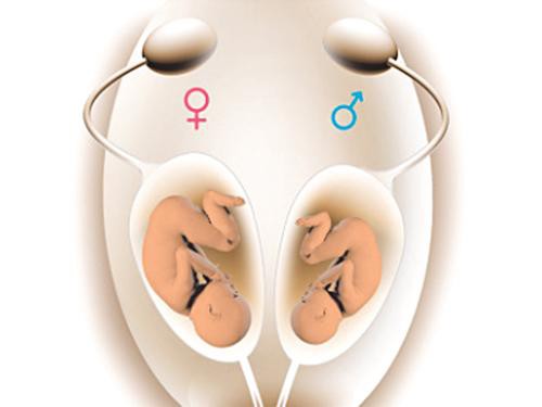 
Cơ quan sinh sản của nam và nữ đều được cấu tạo từ một mô tế bào giống nhau - Ảnh minh họa: Internet
