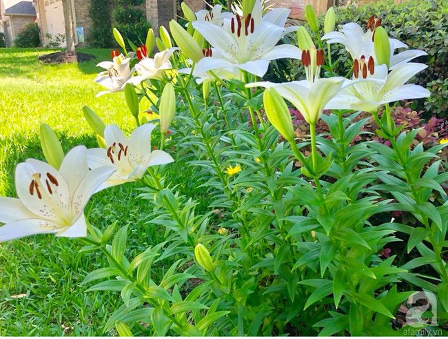 Khu vườn của gia đình chị ngập tràn các loại rau, hoa, quả sạch.