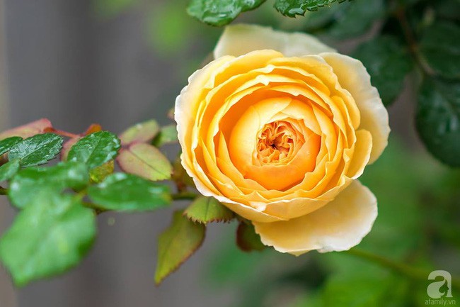 Những cành hồng duyên dáng buổi sớm mai.