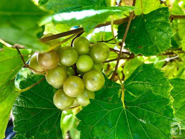 Các loại cây ăn quả trong vườn.