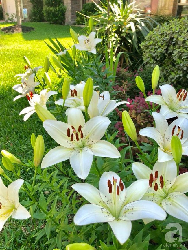 Không gian đầy nắng và hoa.