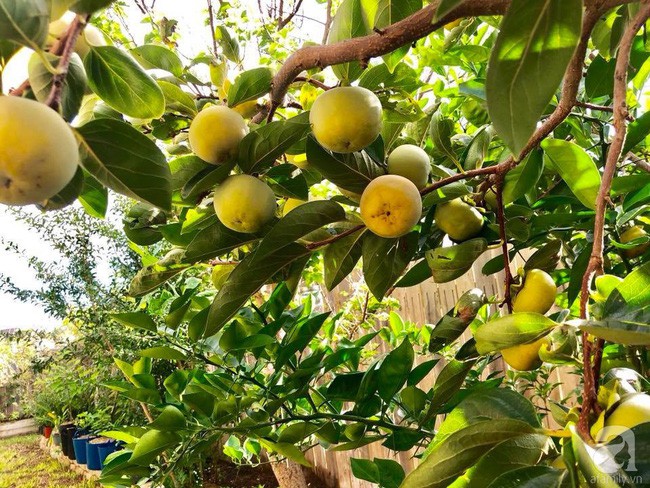 Trĩu trịt trên cành.