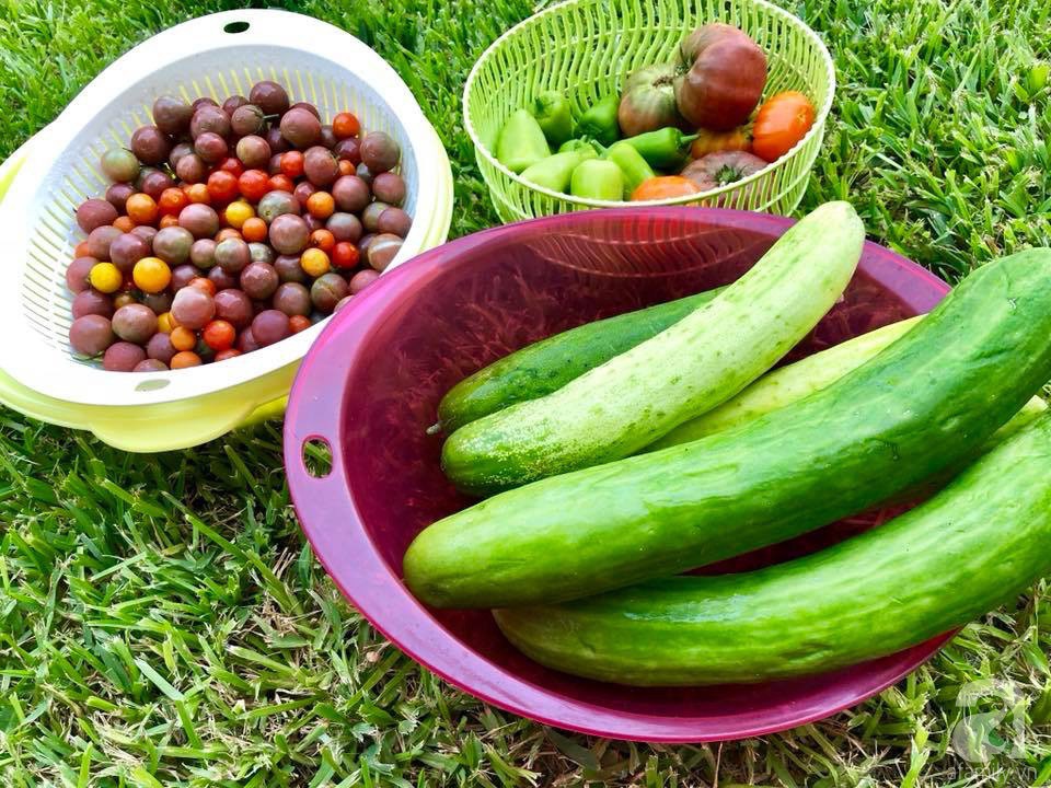 Thu hoạch quả trồng trong vườn.