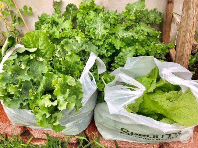 Ngoài hoa và quả, chị còn trồng các loại rau phục vụ cho bữa ăn hàng ngày.