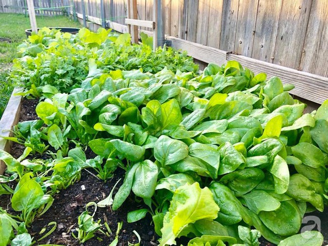 Chị trồng khá nhiều loại rau Việt Nam.