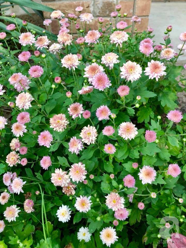 Góc sân trước được chị trồng hoa ly, cúc, tulip...