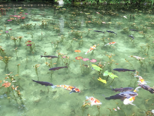 Ao thả cá Koi trong làng.