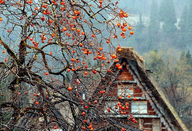 Không gian thanh tịnh khi mùa thu về.