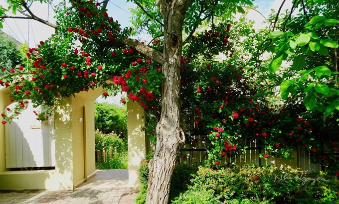 Ngôi nhà nhỏ tại thủ đô Budapest của chị Nguyễn Nhi, 49 tuổi, được ví như chốn thần tiên bởi bao quanh là sắc đỏ hoa hồng và những chùm phong lữ thảo rủ thả mình từ ban công xuống cửa sổ.