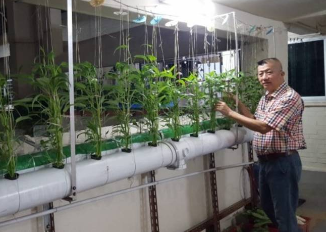 Một giá trồng rau muống trong văn phòng của David.