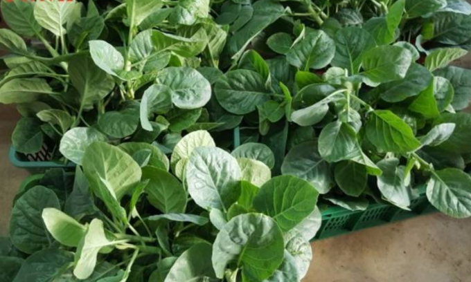 Thành quả thu được từ khu vườn trong văn phòng.