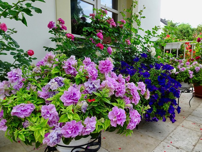 Tận dụng ưu điểm này, chị tô điểm khu vườn 600 m2 bằng nhiều loại hoa trong đó có tulip, phong lữ thảo đứng, hoa cúc...