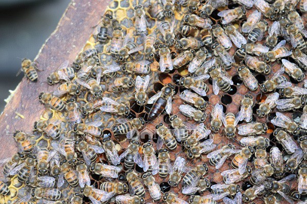 
Ong chúa có nhiệm vụ đẻ trứng và điều khiển ong thợ
