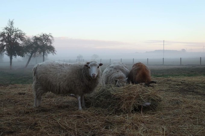 Trở thành một người mẹ nông dân là việc cực kỳ khó, Nicole nói. Cô phải lập một thời khóa biểu hợp lý để có đủ thời gian làm vườn, chăm sóc con và hoàn thành công việc tự do của mình.