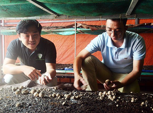 
Các anh Nguyễn Trương Kiến Khương (trái) và Nguyễn Hữu Văn bên trong khu nhà trồng nấm rơm...

